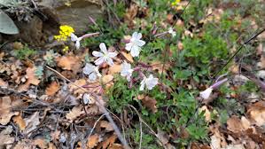 Attēlu rezultāti vaicājumam “Silene tatarica flower”