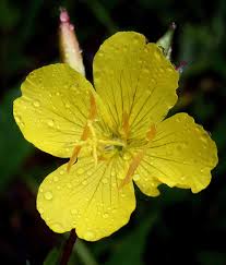 Attēlu rezultāti vaicājumam “Oenothera rubricauli flower”