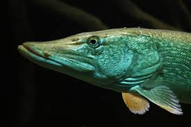 Image result for Esox lucius