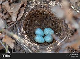 Attēlu rezultāti vaicājumam “Turdus merula nest”