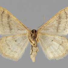 Attēlu rezultāti vaicājumam “Idaea sylvestraria”