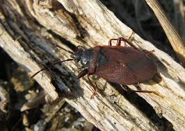 Attēlu rezultāti vaicājumam “Gastrodes grossipes”