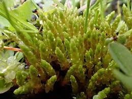 Attēlu rezultāti vaicājumam “Bryum schleicheri”