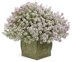 Attēlu rezultāti vaicājumam “Lobularia maritima”