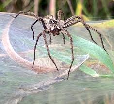 Attēlu rezultāti vaicājumam “Pisaura mirabilis cocoon”