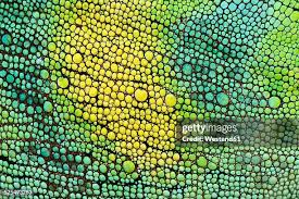 Image result for reptile scales