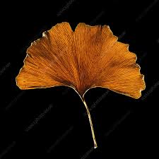 Attēlu rezultāti vaicājumam “Ginkgo biloba leaf”