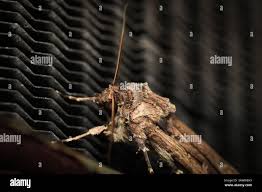 Attēlu rezultāti vaicājumam “Agrotis ripae larva”