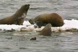 Image result for Eumetopias jubatus