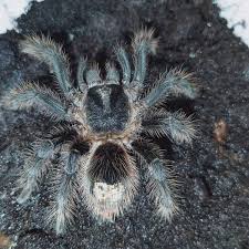 Znalezione obrazy dla zapytania Grammostola grossa