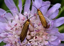 Attēlu rezultāti vaicājumam “Nemophora metallica”