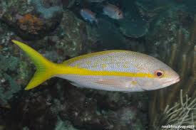 Image result for Ocyurus chrysurus