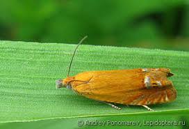 Attēlu rezultāti vaicājumam “Lathronympha strigana”