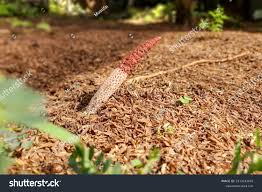 Attēlu rezultāti vaicājumam “Mutinus ravenelii”