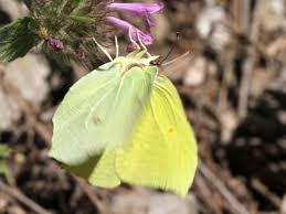 Attēlu rezultāti vaicājumam “Gonepteryx rhamni male”