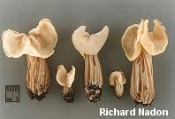 Attēlu rezultāti vaicājumam “Helvella”