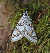 Attēlu rezultāti vaicājumam “Nymphula nitidulata”