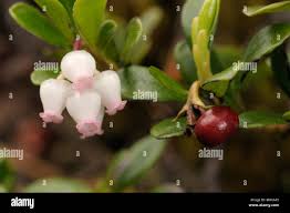 Attēlu rezultāti vaicājumam “Arctostaphylos uva-ursi fruit”