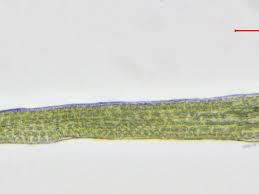 Attēlu rezultāti vaicājumam “Seligeria pusilla”