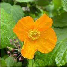 Image result for Scheinmohn