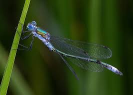 Attēlu rezultāti vaicājumam “Lestes dryas male”