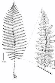 Attēlu rezultāti vaicājumam “Athyrium filix-femina”