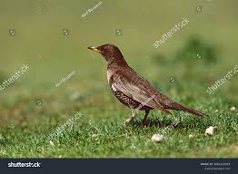 Image result for Turdus torquatus