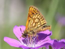 Attēlu rezultāti vaicājumam “Carterocephalus silvicolus”