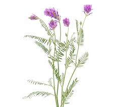 Attēlu rezultāti vaicājumam “Astragalus arenarius leaf”