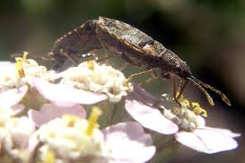 Attēlu rezultāti vaicājumam “Nithecus jacobaeae”