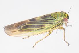 Attēlu rezultāti vaicājumam “Macrosteles sp. imago”