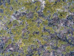 Attēlu rezultāti vaicājumam “Caloplaca scopularis”