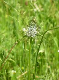 Attēlu rezultāti vaicājumam “Phyteuma spicatum leaf”