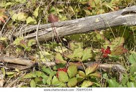 Attēlu rezultāti vaicājumam “Rubus saxatilis fruit”