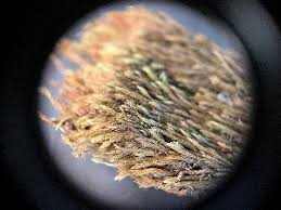 Attēlu rezultāti vaicājumam “Philonotis marchica macro”