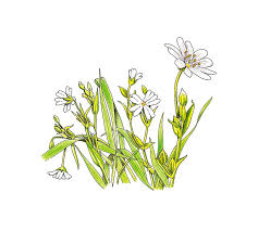 Attēlu rezultāti vaicājumam “Stellaria holostea flower”