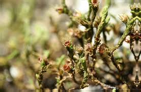 Attēlu rezultāti vaicājumam “Hedwigia ciliata sporophyte”