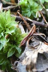 Attēlu rezultāti vaicājumam “Rhodobryum roseum”