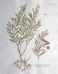 Attēlu rezultāti vaicājumam “Andromeda polifolia fruit”