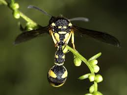 Attēlu rezultāti vaicājumam “Eumenes sp.”