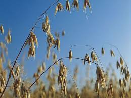 Attēlu rezultāti vaicājumam “Avena sativa”