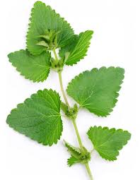 Attēlu rezultāti vaicājumam “Lamium maculatum leaf”