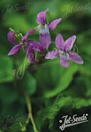 Attēlu rezultāti vaicājumam “Viola rupestris bud”