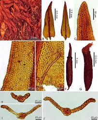 Attēlu rezultāti vaicājumam “Didymodon rigidulus”