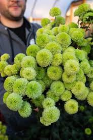 Image result for Chrysanthemum ptarmiciflorum