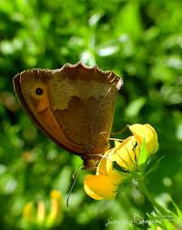 Attēlu rezultāti vaicājumam “Maniola jurtina male”