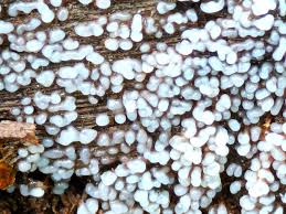 Attēlu rezultāti vaicājumam “Lycogala sphaeroconicum young”