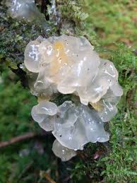 Attēlu rezultāti vaicājumam “Myxarium nucleatum”