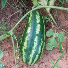 Attēlu rezultāti vaicājumam “Citrullus lanatus leaf”