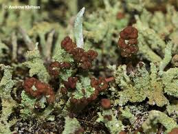 Attēlu rezultāti vaicājumam “Cladonia parasitica”